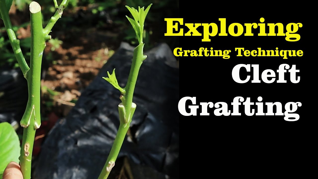 Exploring Grafting Technique: Cleft Grafting