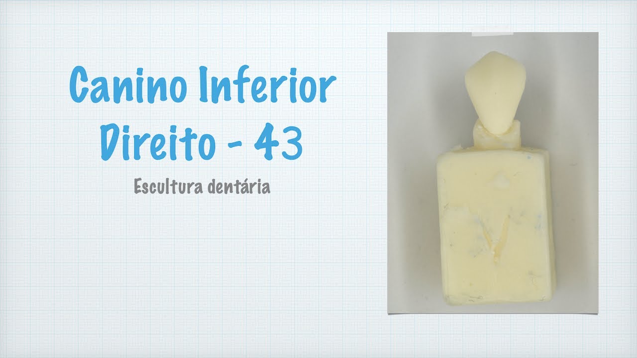 Escultura - Canino Inferior