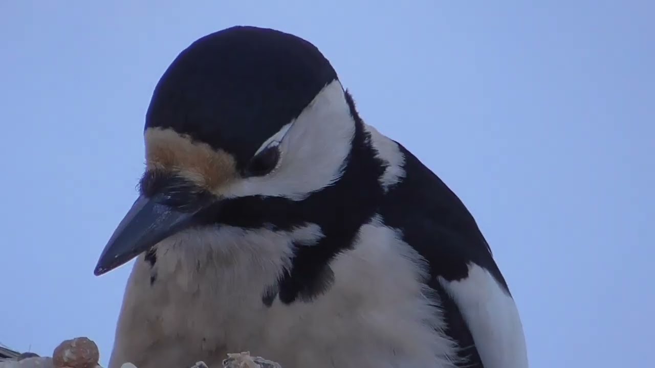 GREAT SPOTTED WOODPECKER, FLAGGSPETT. NORGE. NORWAY.  FEB.14.