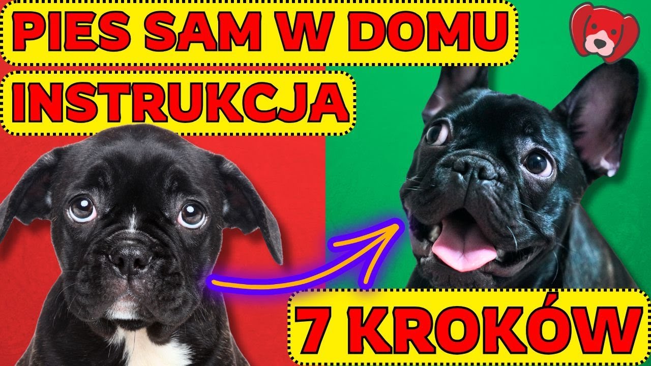 Jak nauczyć psa zostawać samemu w domu? Nauka samotności. Lęk separacyjny. Instrukcja w 7 punktach.