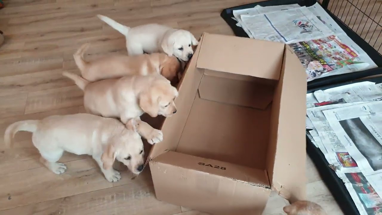 Das beste Labrador Welpen Spielzeug der Welt #welpenerziehung #labradorwelpen #hundewelpen