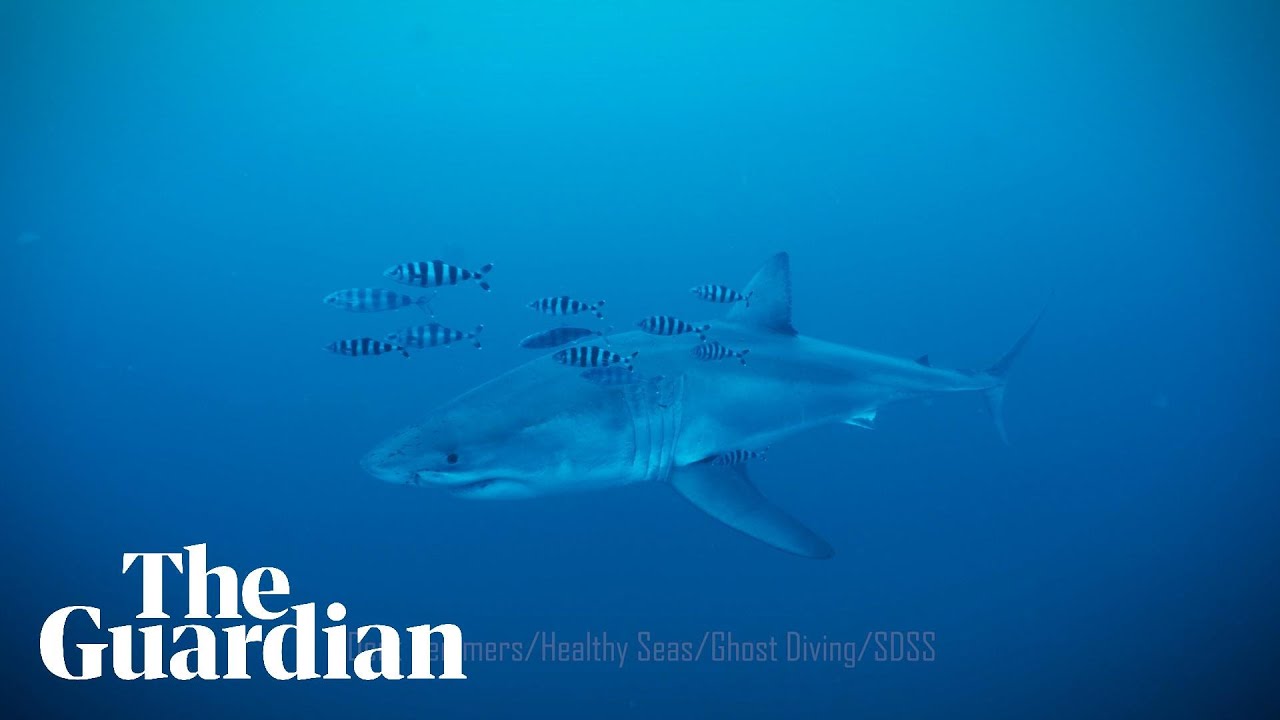 Diver captures rare footage of great white shark in the Mediterranean Sea