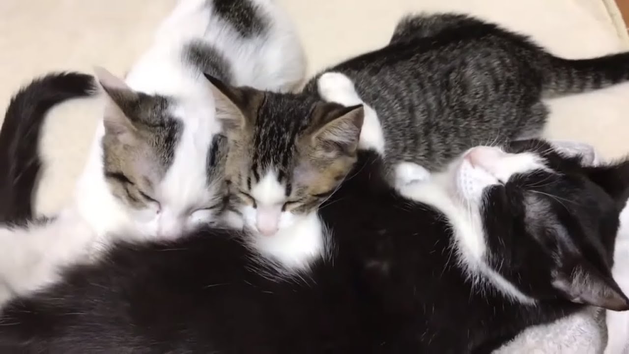 卒乳できないデコ豆の勘違いがかわいい