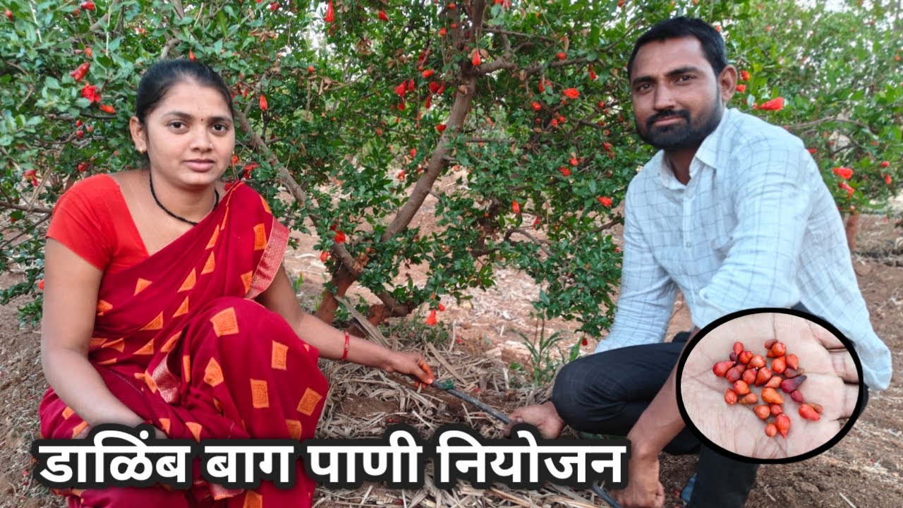 डाळिंब बाग पाणी नियोजन || कधी पाणी जास्त कधी कमी || Dalimb bag Pani niyogen || #शेतीमळा#pomogranate