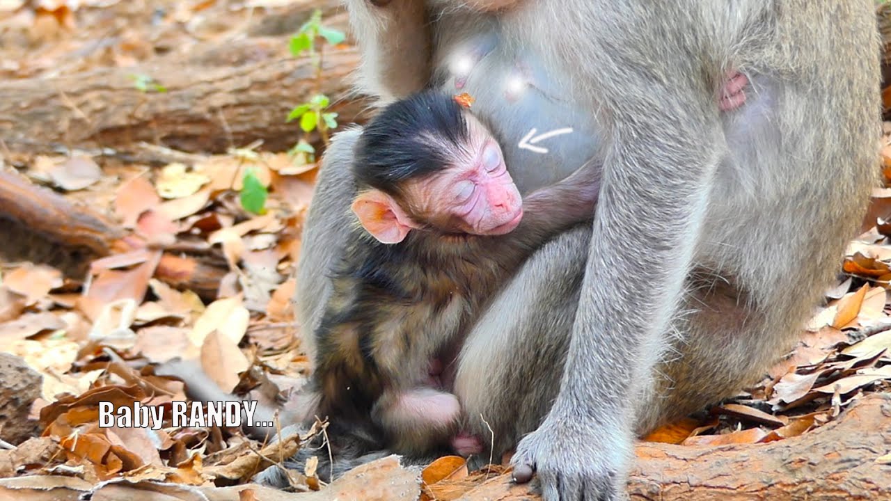 Baby monkey RANDY sitting with sleeping & hugging mother RANY looks like a pity face