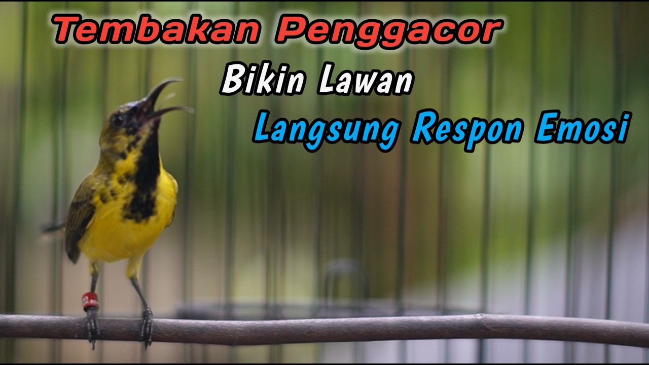 CUKUP 5 DETIK‼️SOGON TROTOLAN NDASI DISITU LANGSUNG IKUT GACOR NGKLEPER‼️PENGGACOR SOGON PALING JITU