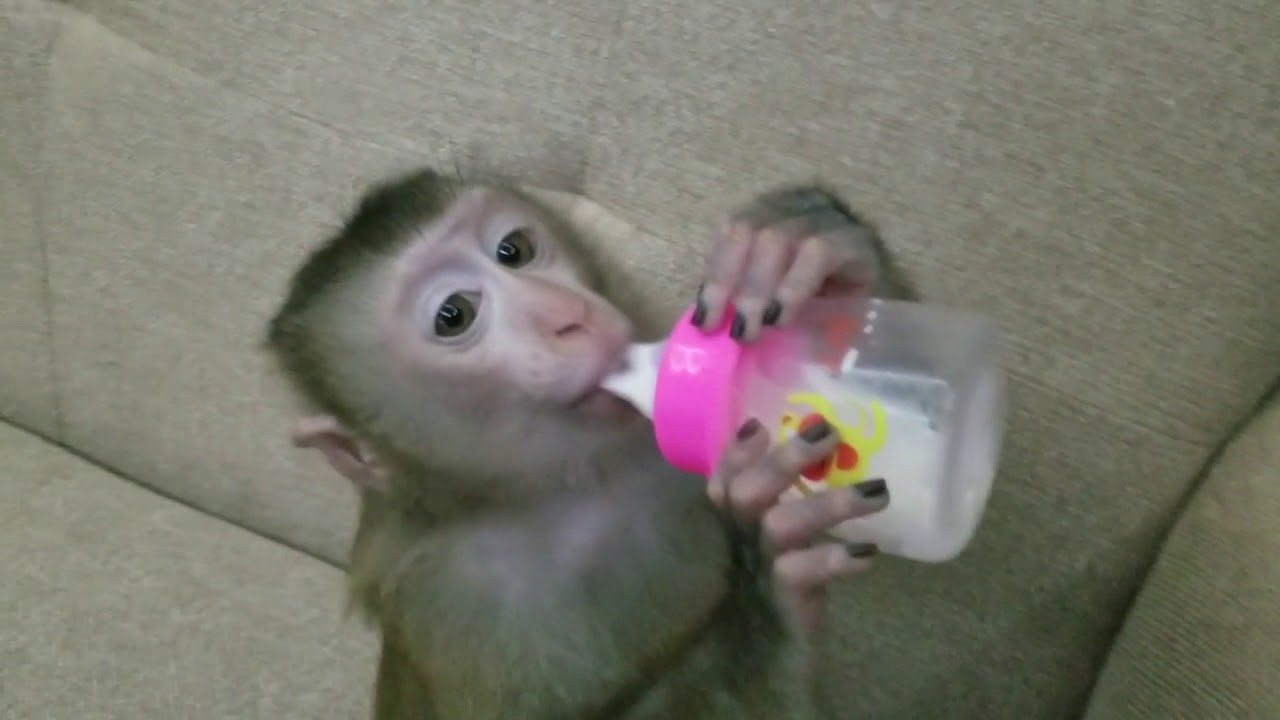 Monkey Baby Nui | I like to sleep with my mother