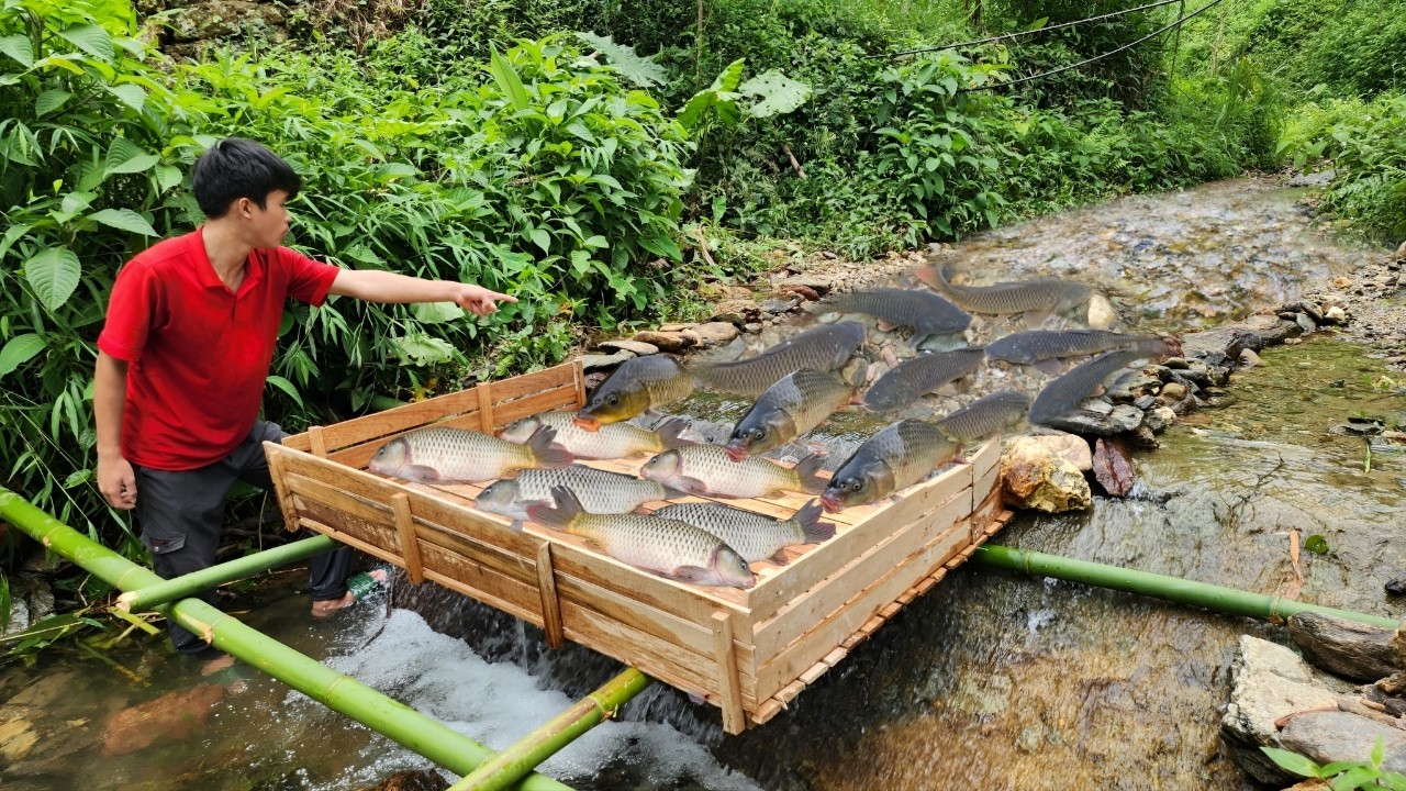 How to trap fish in small dams: join wooden planks together to create a fish trap.