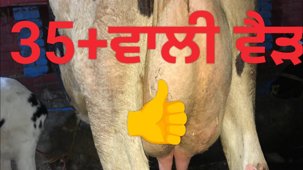 35 ਲੀਟਰ ਵਾਲੀ ਗਾਂ 35+ wali 9501296185