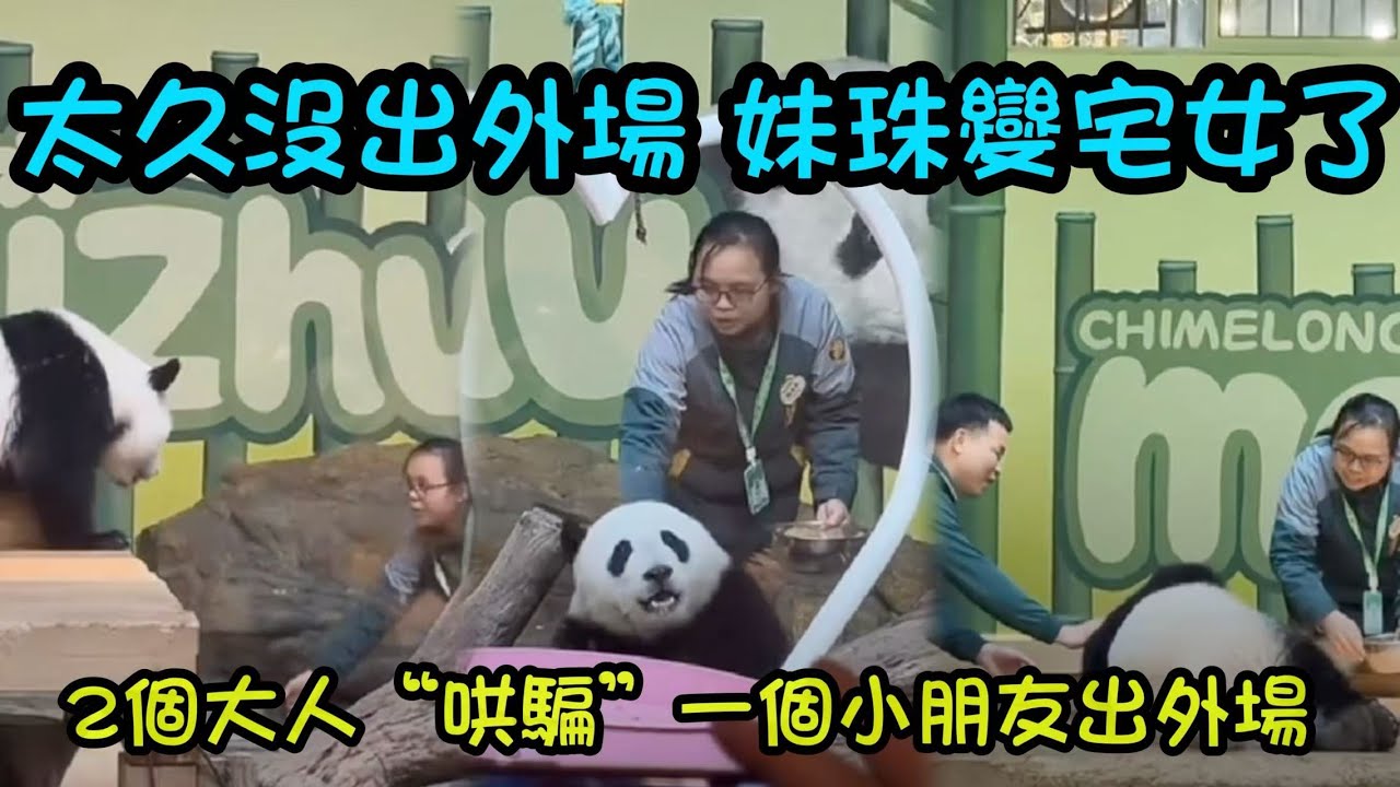 妹珠：兩個大人哄騙我一個小孩出去外場玩，妹珠太久沒有出去外場，變成宅女了 #panda #cutepanda