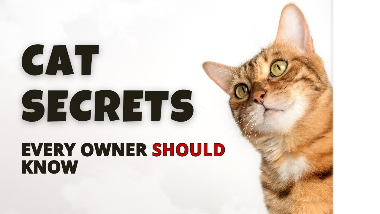 10 Secrets Every Cat Owner Should Know