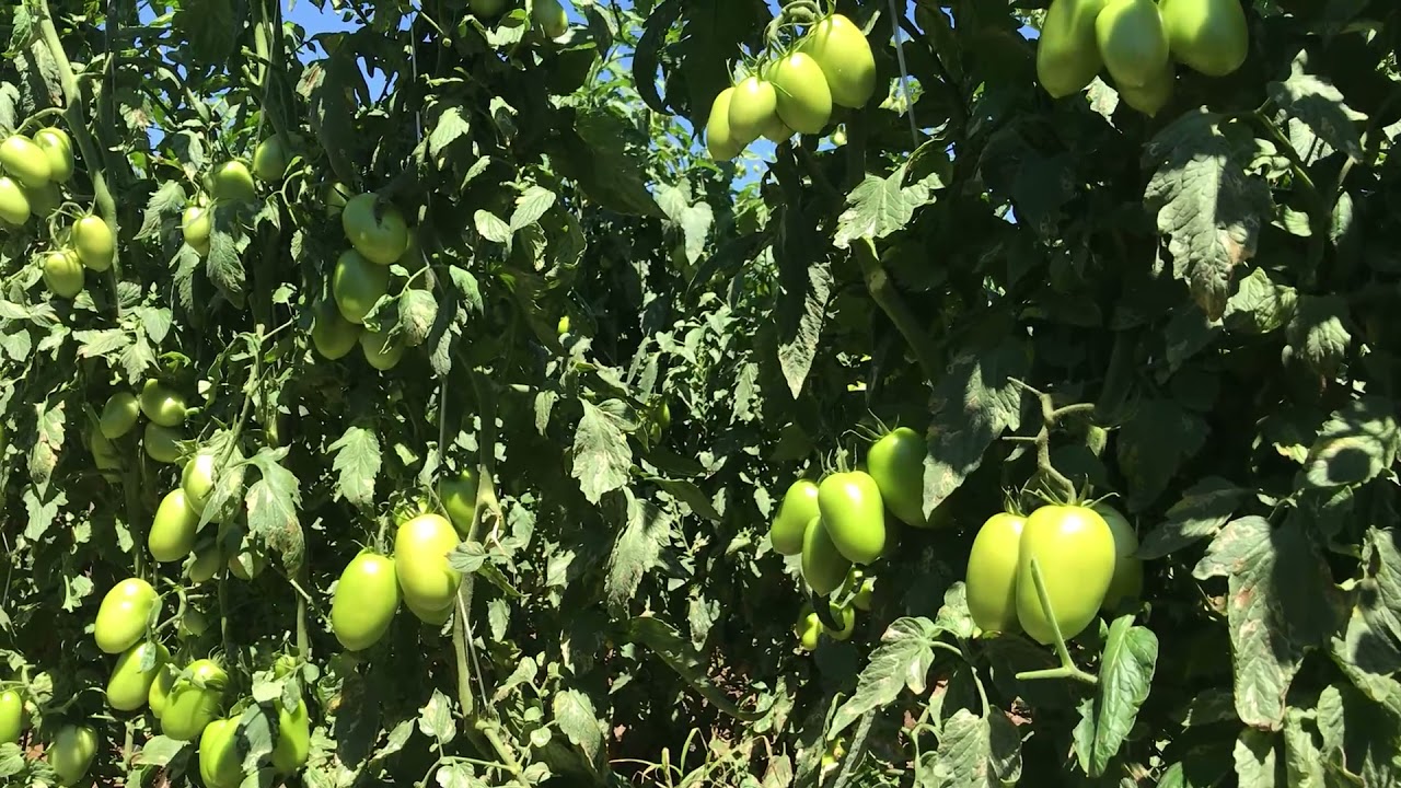 Dia de Campo Tomate Guará - Hm Clause/Syngenta