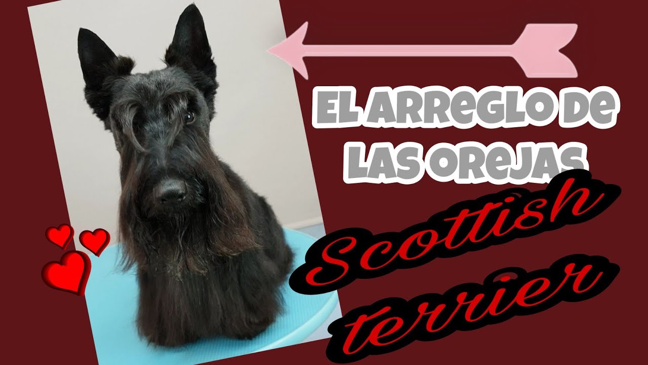 Scottish Terrier El arreglo de las orejas paso a paso