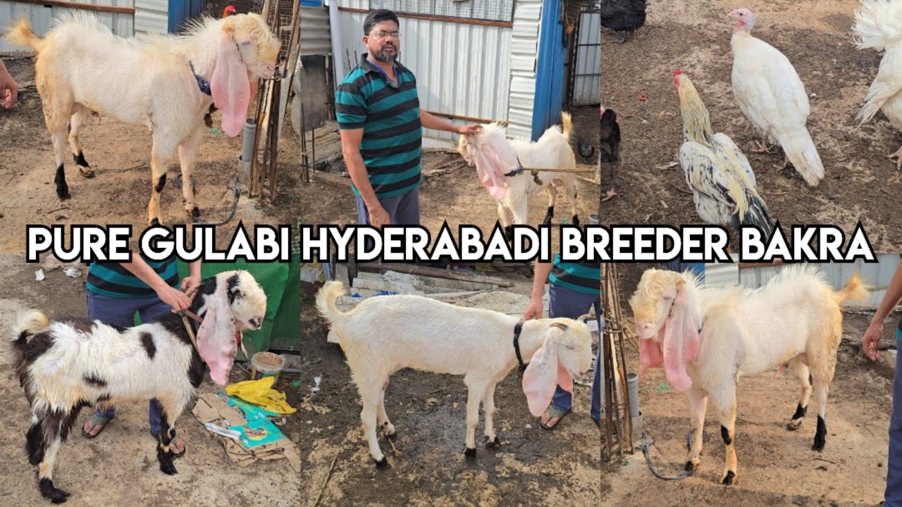 Pure gulabi hyderabadi breeder bakra & hyderabadi goat's available in Hyderabad kishanbagh 