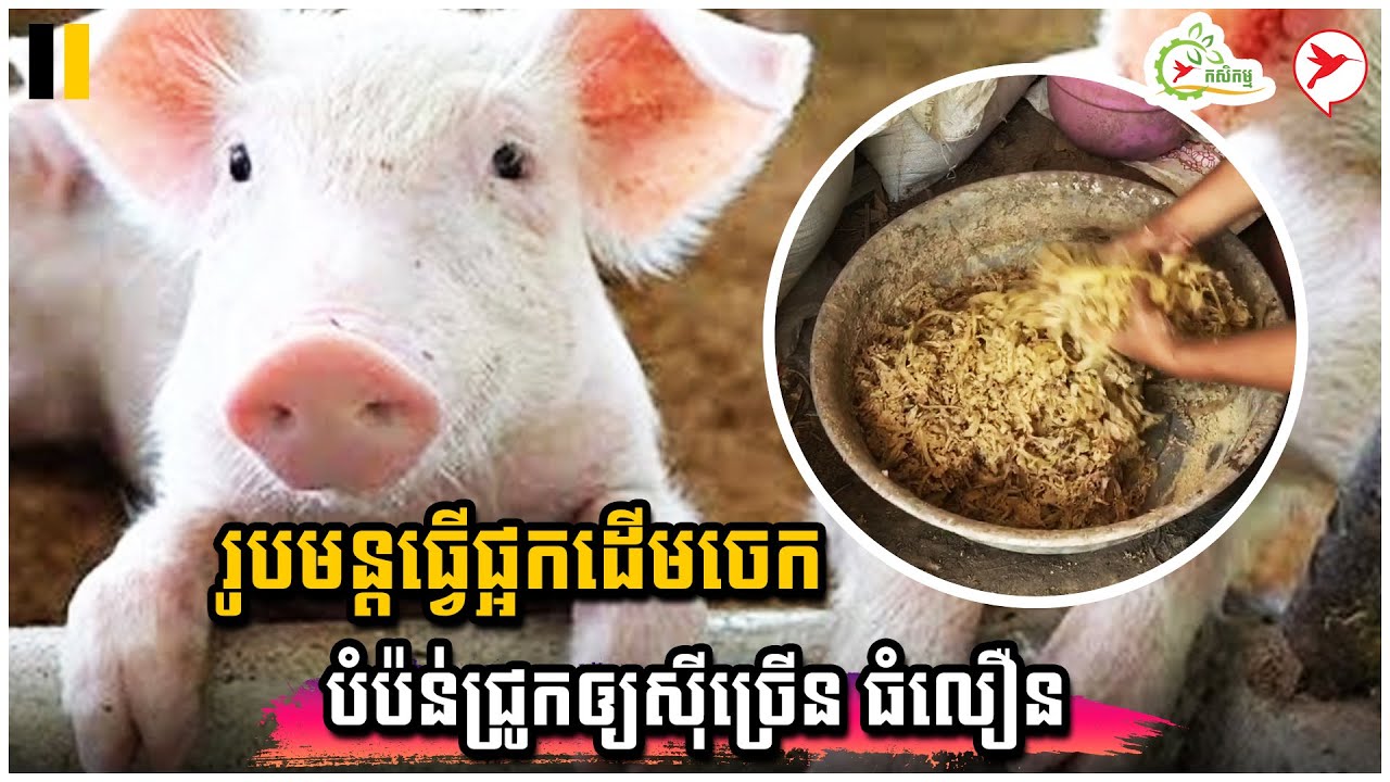 រូបមន្ដធ្វើផ្អកដើមចេក បំប៉ន់ជ្រូកឲ្យស៊ីច្រើន ធំលឿន | កម្មវិធីកសិកម្ម