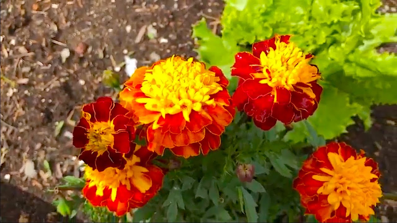 Garden with Beautiful Flowers & Greens