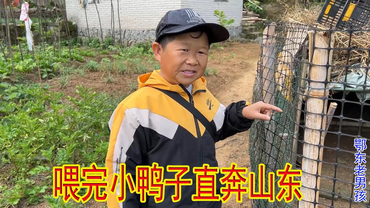 Fdeding Little Ducks And Ready Driving 600KM To Shandong   ｜Edong Old Boy