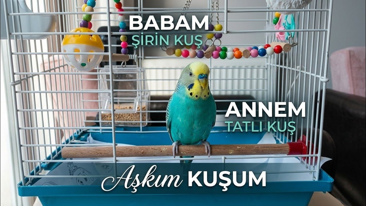 Muhabbet koyu🐦❤️🥰 #birds #parrot #budgies #cute #love #muhabbetkuşu #animals #keşfet #keşfetteyiz#