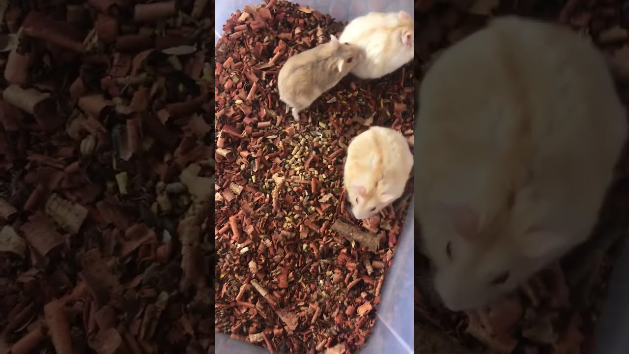 Winter white, (Pudding line) Violet, Merle, Mandarin, ano nga ba ang pinag kaiba nila o pareho lang?