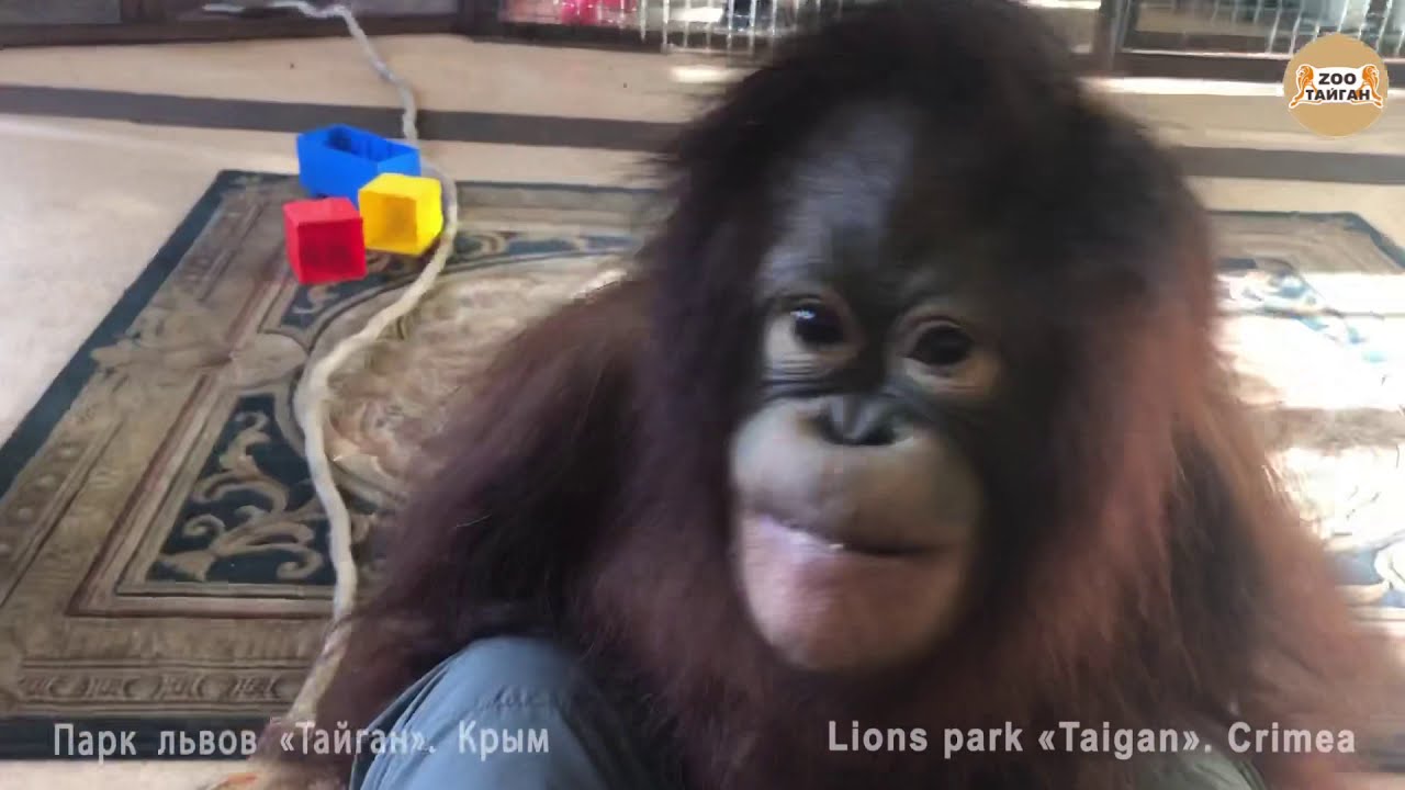 Кусачая обезьянка. Тайган. Biting monkey .Taigan