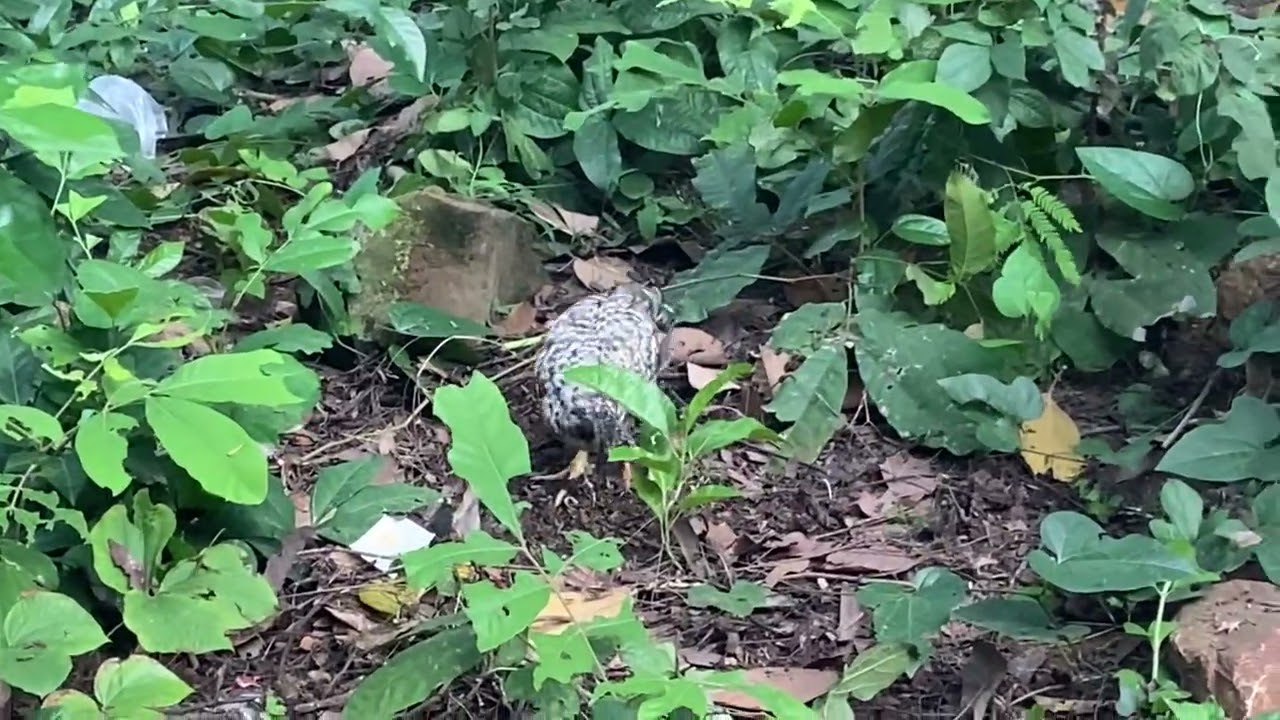 Meet two babies chicken finding the food in park #petanimalincambodia