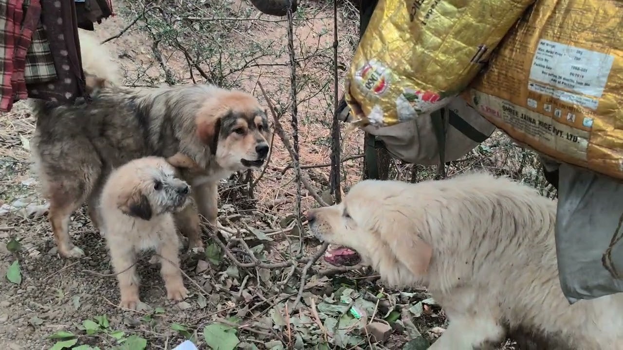 शेरा और खली के बीच नोकझोंक #fighting #dogsofaustralia #subscribe #youtube 