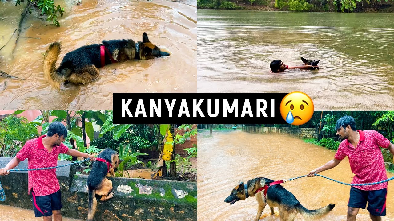 மழை வெள்ளத்தில் தத்தளிக்கும் JACKY | German Shepherd on Floods