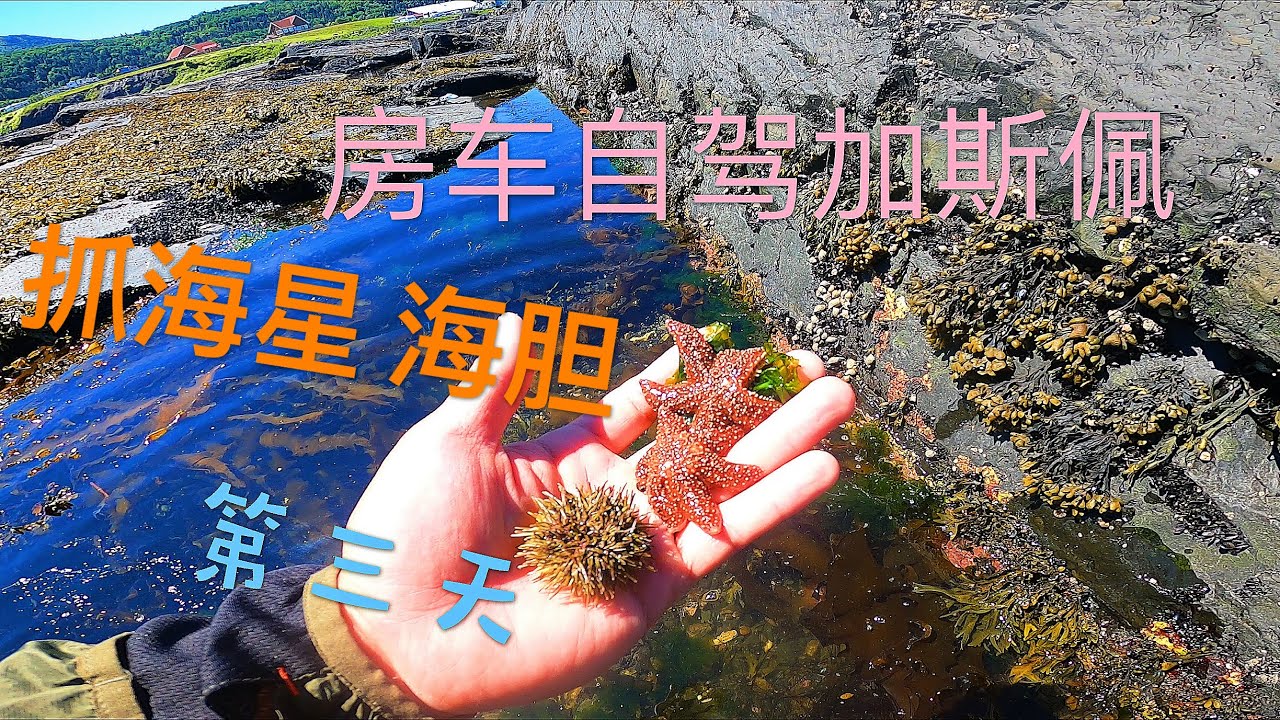 房车自驾游加拿大｜游钓加斯佩 （第三天）抓海星 抓海胆 （均以放生）RV tour in Gaspe of Canada｜catch starfish and urchin（released）