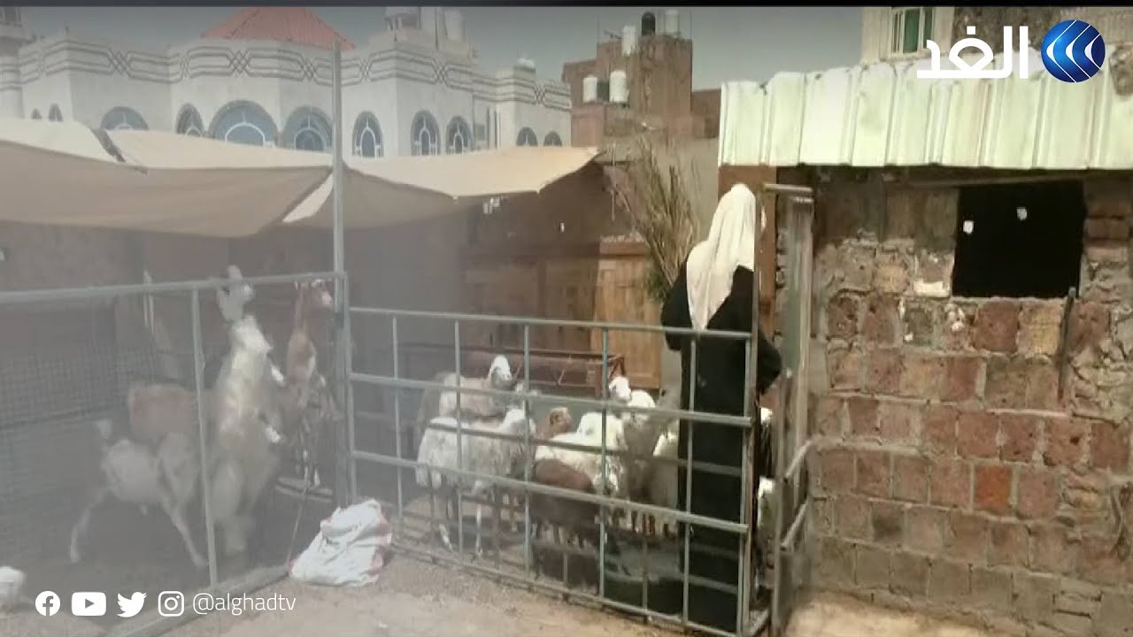 توأمان يمنيتان تربيان الماشية وتصنعان الألبان على سطح منزلهما