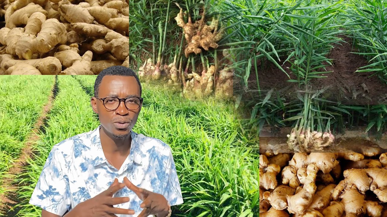 Wamenya aya mabanga Tangawizi ikaguhindurira ubuzima