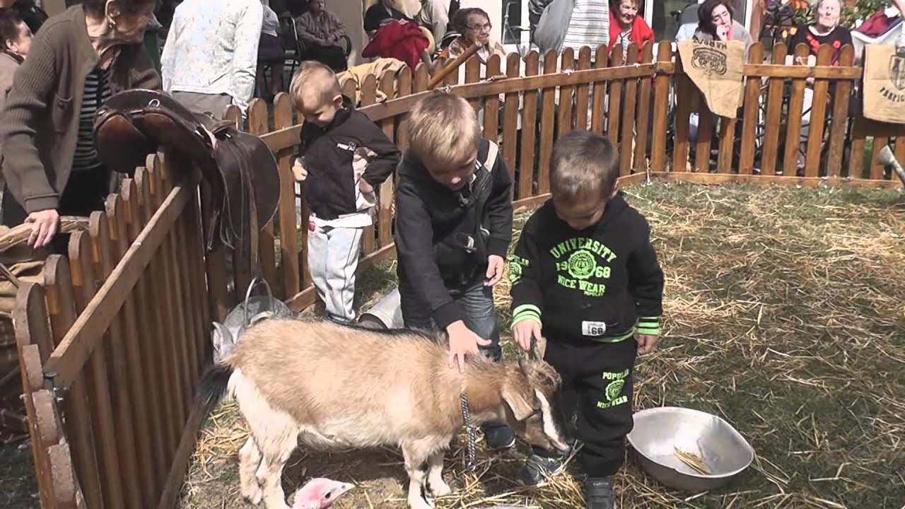 Mini Ferme Itinérante