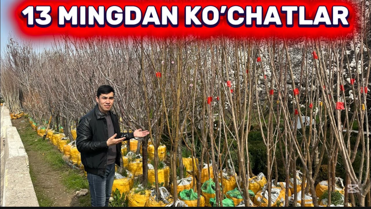 QIRG’IZISTON VA O’ZBEKISTON OPTOM KO’CHAT NARXLARI 2026