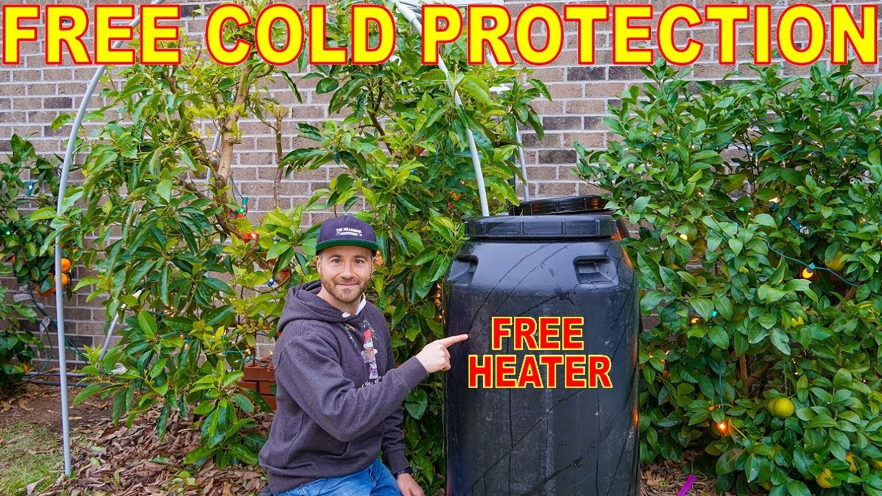 Keep Plants Warm ALL WINTER With FREE Pickle Barrel Heaters