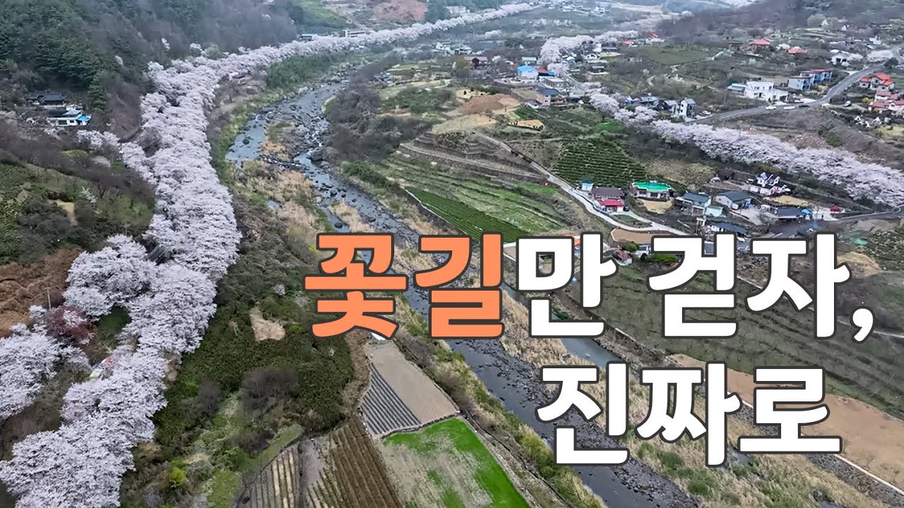 꽃길만 걷자, 진짜로 | 지리산 하동여행 십리벚꽃길