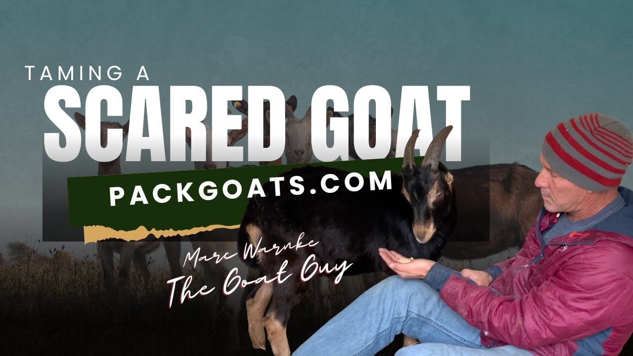 🐐 Как приручить пугливую козу | Мягкая дрессировка, которая укрепляет доверие
