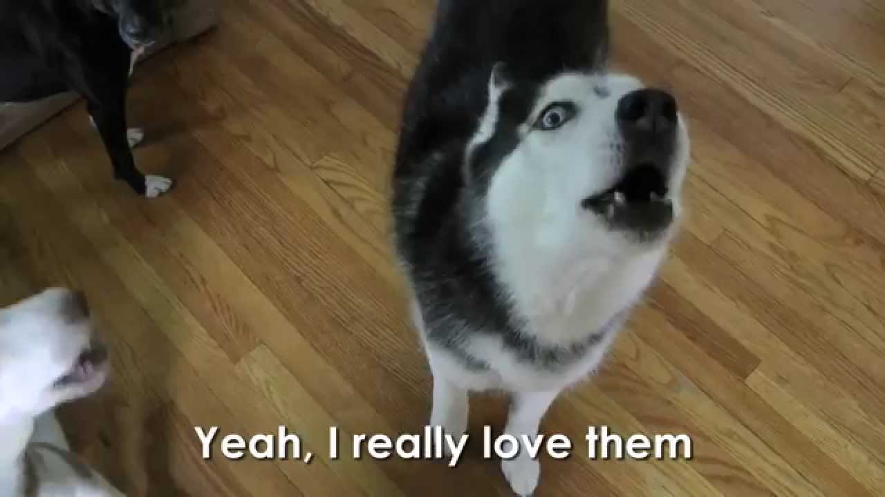 Mishka is Hired for TV Commercial - Mishka's Acting Debut!