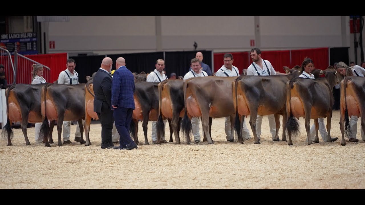 Royal 2025. Bridon Air Angela- 1st Summer Junior 2 yr old Jersey  /Intermediate Champion- Reserve