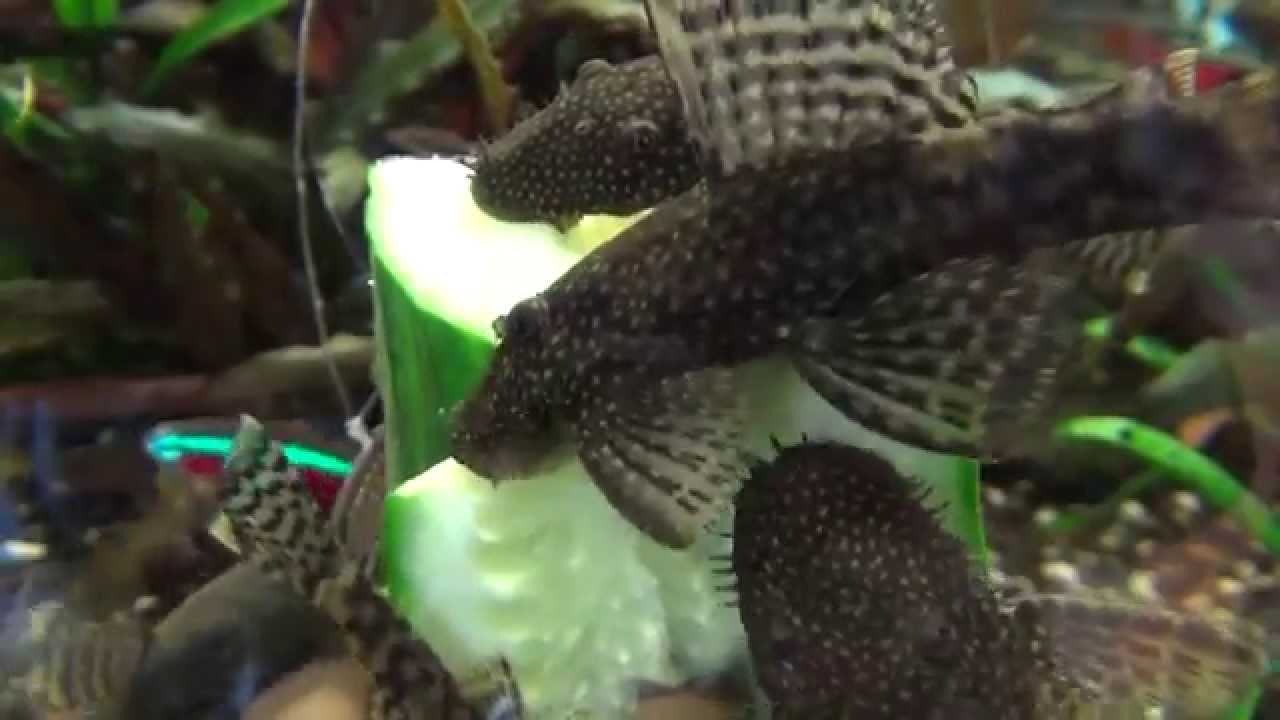 Antennenwelse fressen Gurke im 200 Liter Aquarium - ancistrus dolichopterus