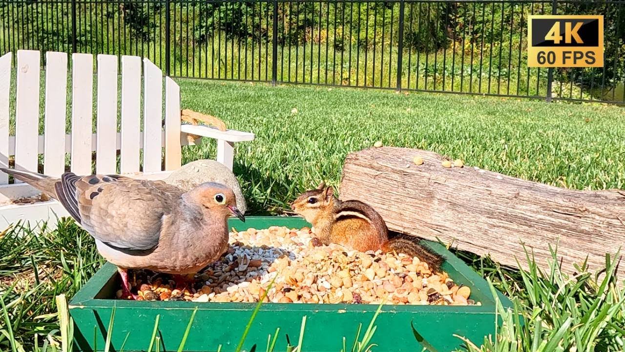Cat TV 😺 Backyard Birds & Squirrels &mdash; Non-Stop Wildlife Fun