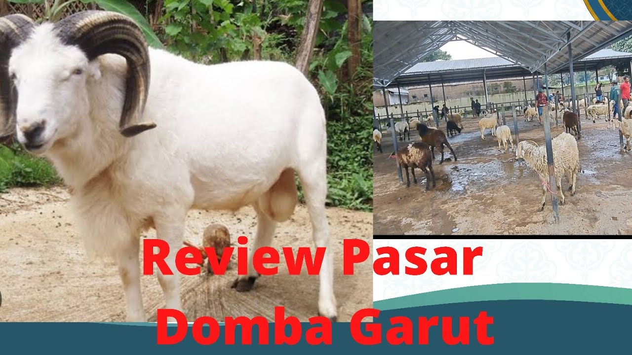 Review Pasar Domba Wanaraja Garut, Ada Apa Yaa??
