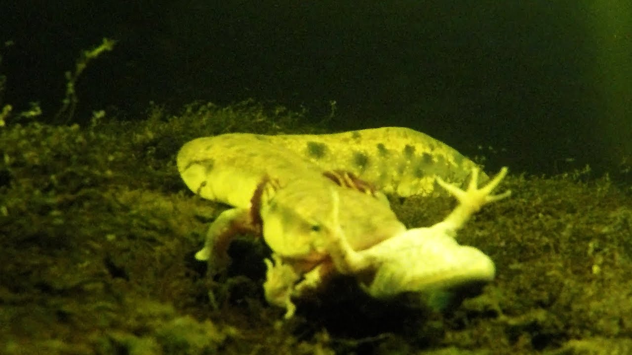 Mudpuppies In Eastern Ontario Thrive in -26 Degree Weather