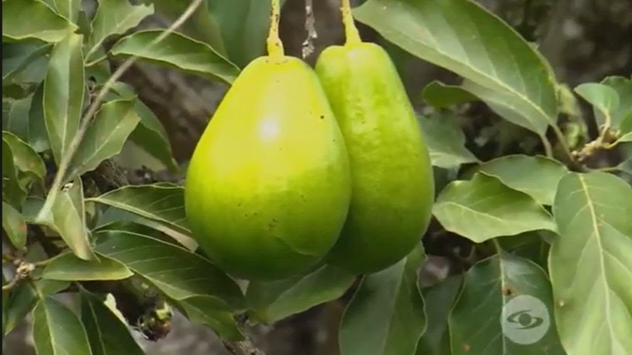 Así cultivan el aguacate Lorena de forma sostenible en Colombia - La Finca de Hoy