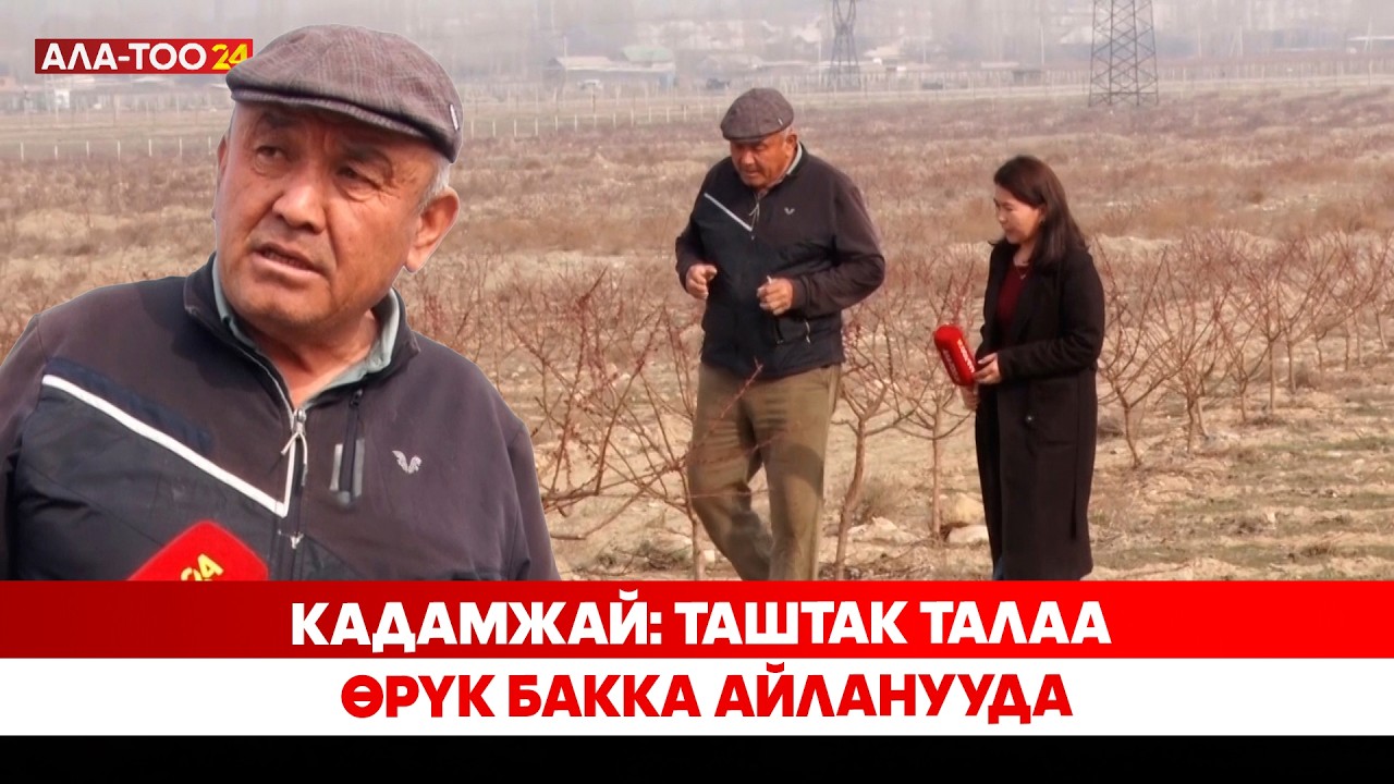 Кадамжай: Таштак талаа өрүк бакка айланууда