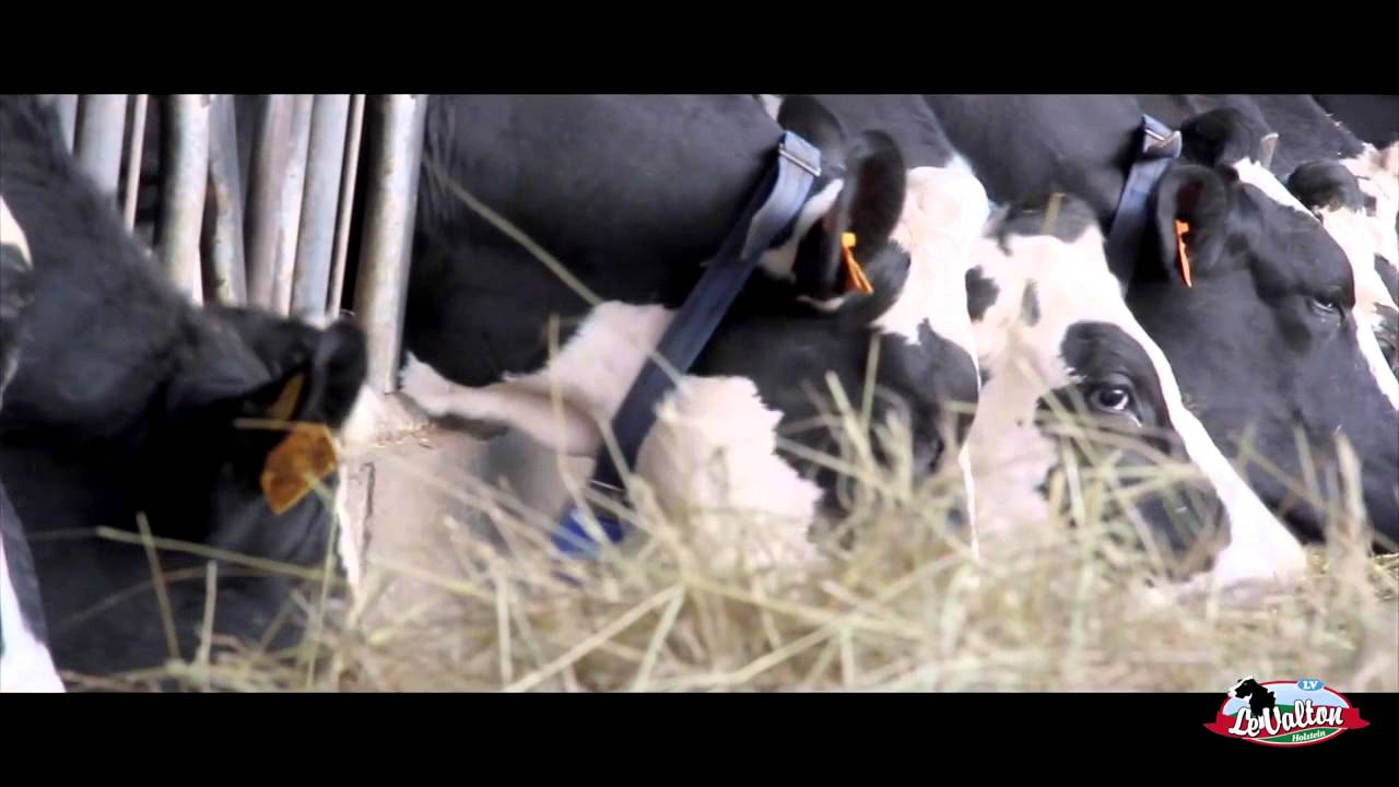 GAEC Le Valton : la passion de la génétique Holstein