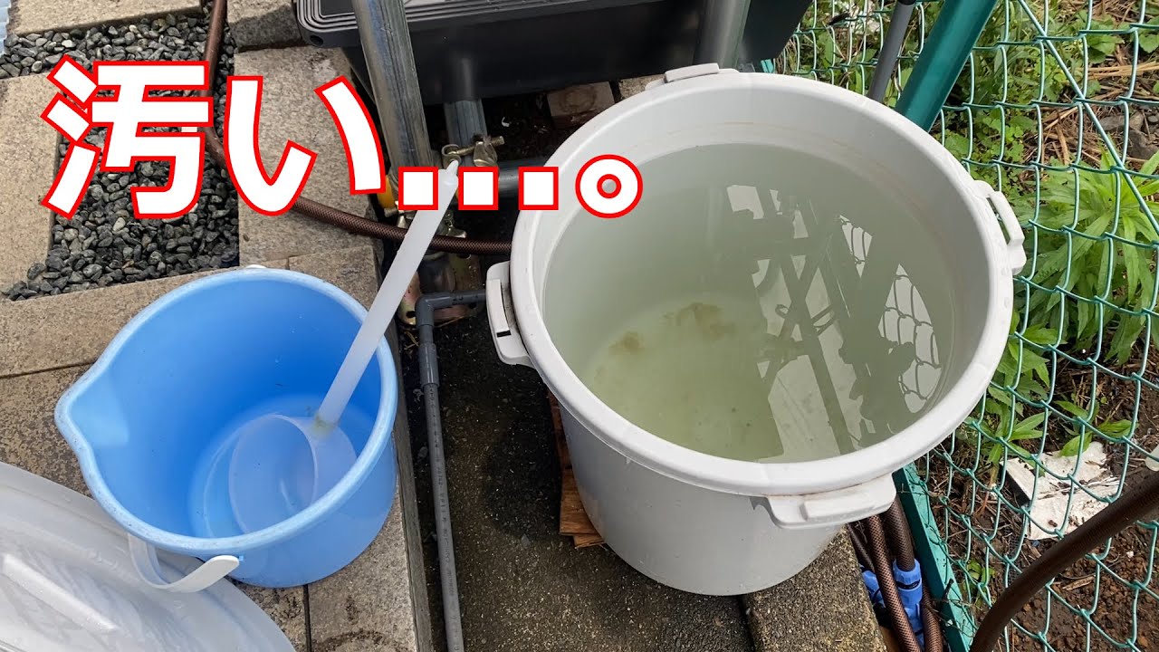 定期的にやるべき！ゾウリムシのリセット方法を紹介します！