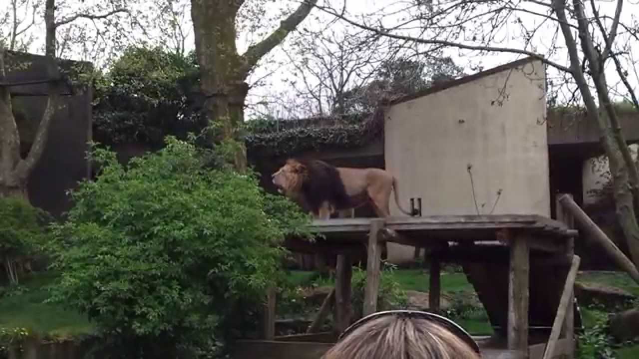 Lion roaring at London Zoo