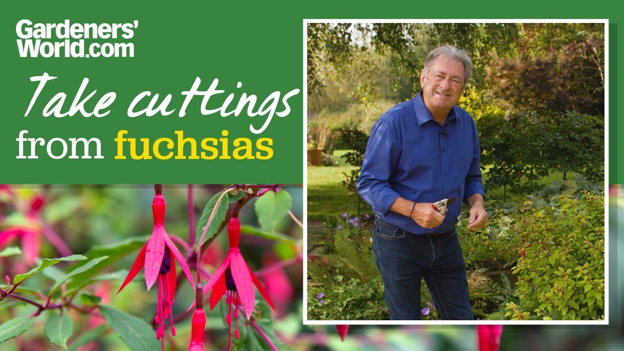 FREE FUCHSIA PLANTS | Alan Titchmarsh's guide to TAKING FUCHSIA CUTTINGS for free extra plants