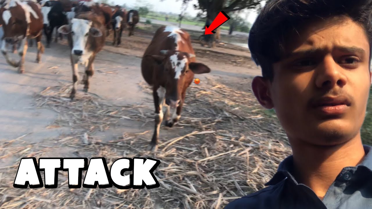 Gaaye Ka Achanak Attack 😱 | Aaj To Bach Gaya!
