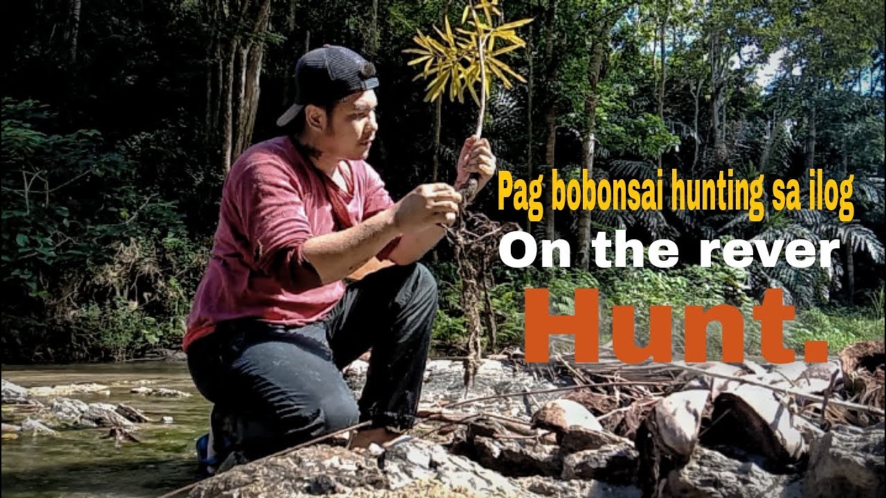 Finding one of the most expensive bonsai material in the Philippines|bonsai hunting in the river