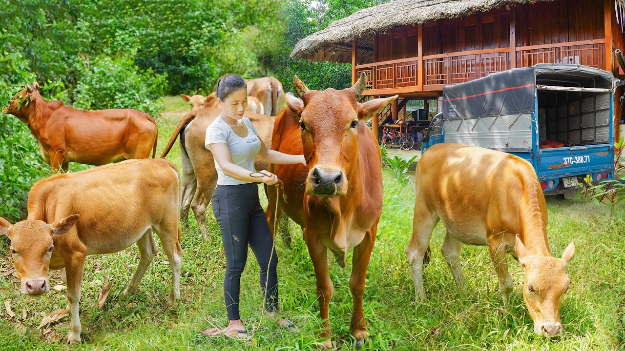 Buy Many Cows From Farmer, Use Truck To Transport Many Cows Go To Sell / My Farm - Đào